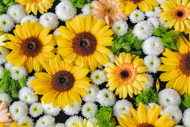 sunflower