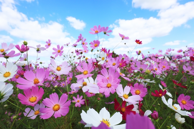 cosmos