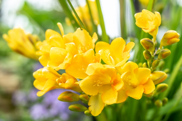 Freesia