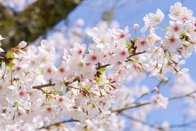 桜