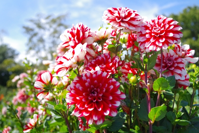 9月の季節の花：初秋の花 — ダリア