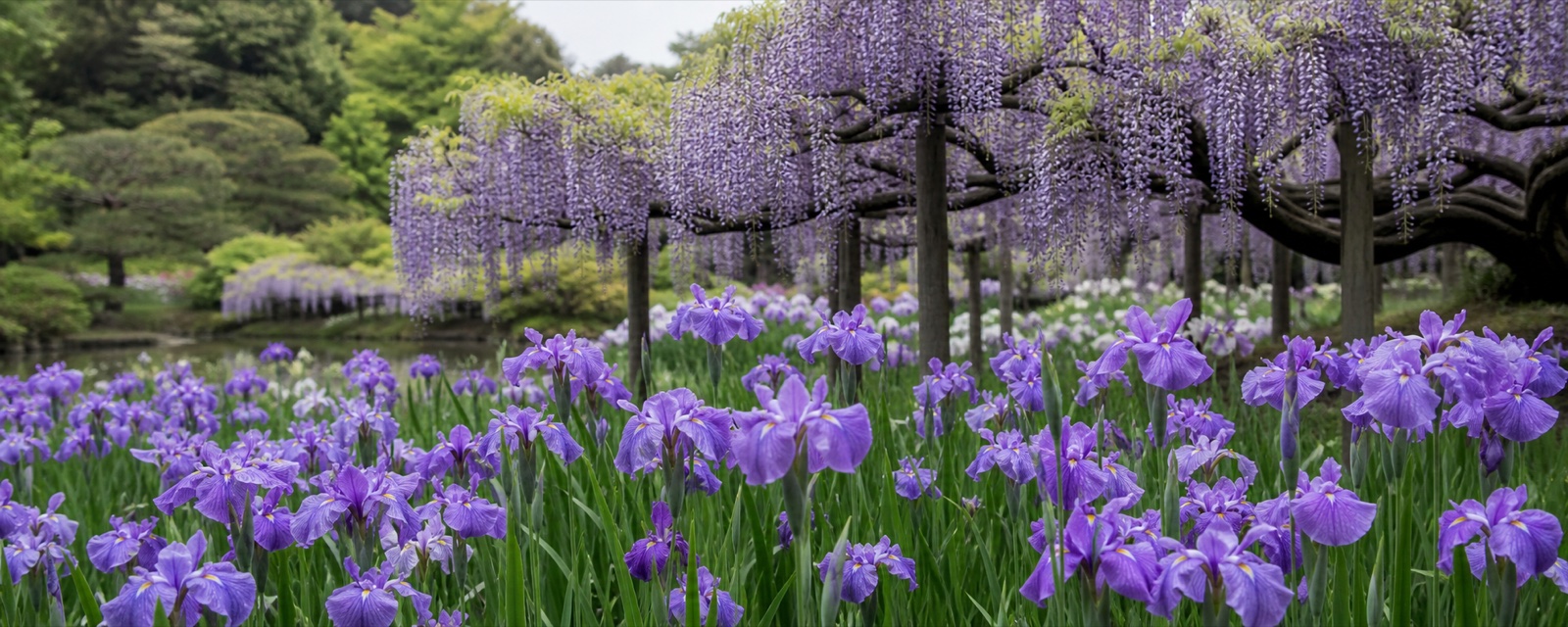 4月の季節の花:春の花 — 花菖蒲と藤
