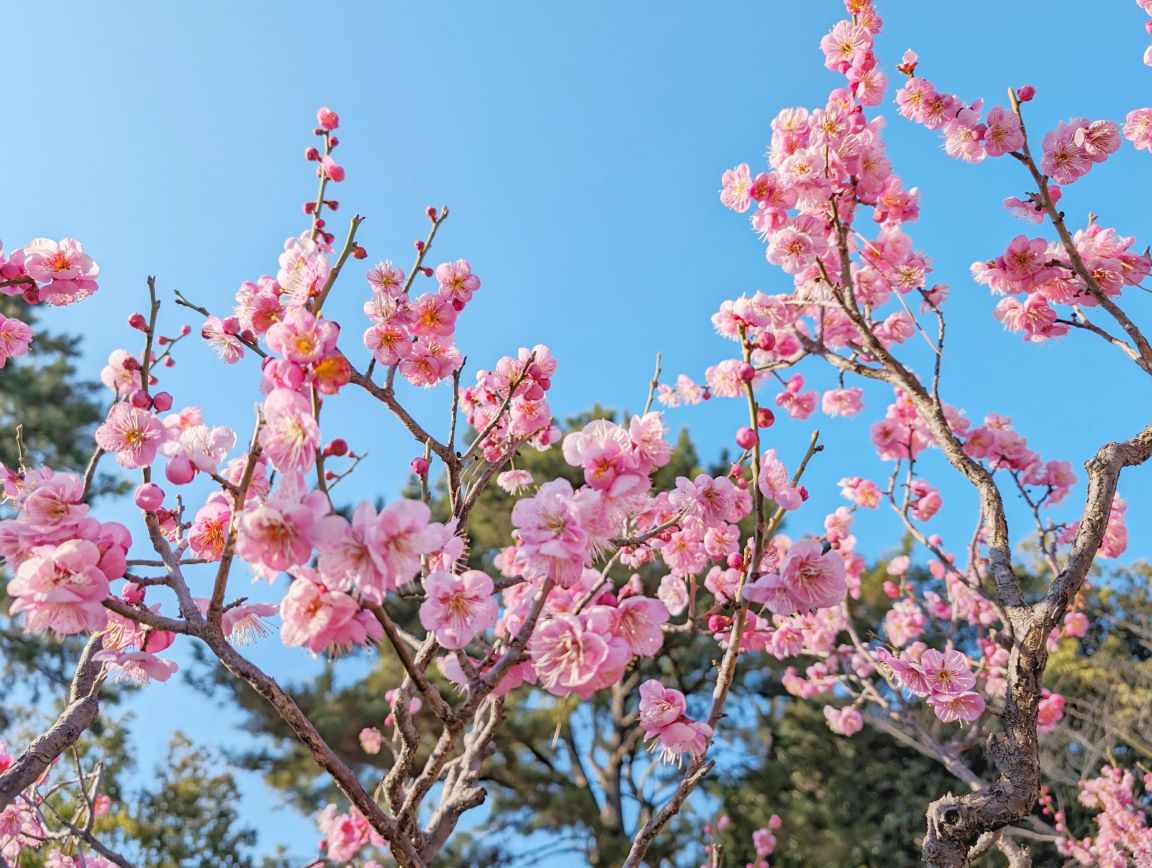 梅の花